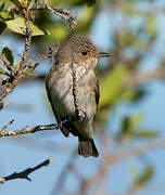 Spotted Flycatcher