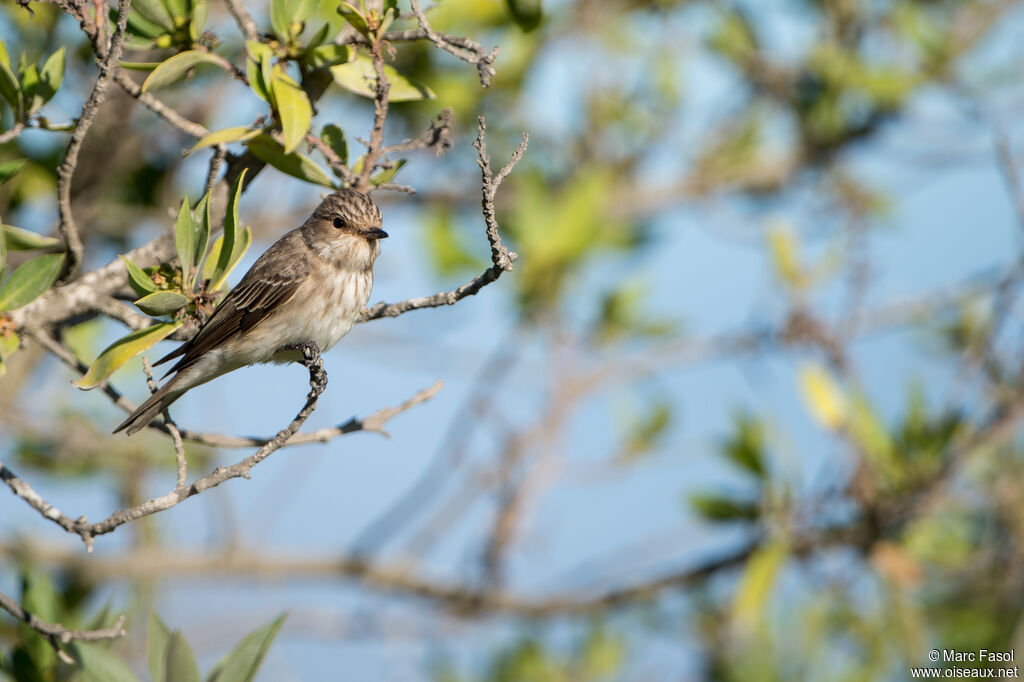 Spotted Flycatcheradult, identification