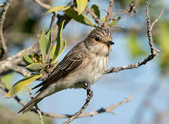 Spotted Flycatcher