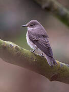 Spotted Flycatcher