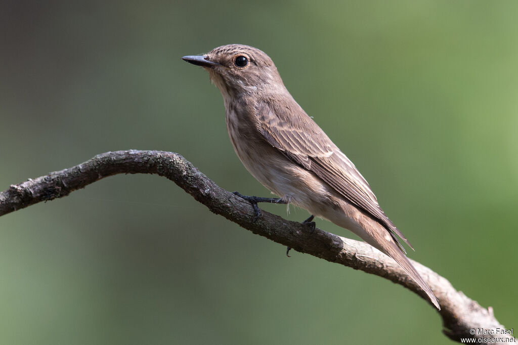 Spotted Flycatcheradult, identification