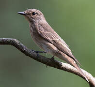 Spotted Flycatcher