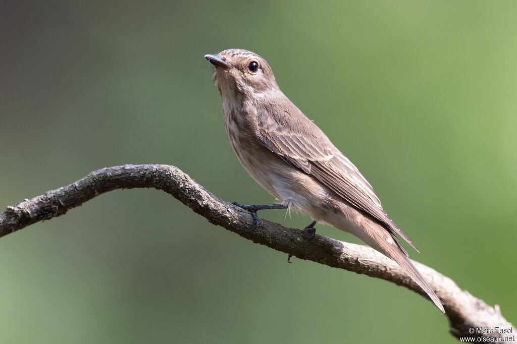 Spotted Flycatcheradult, identification