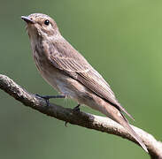 Spotted Flycatcher