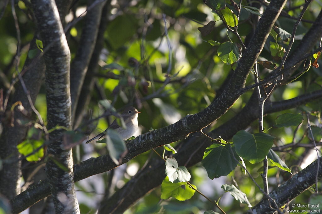 Red-breasted FlycatcherFirst year, identification