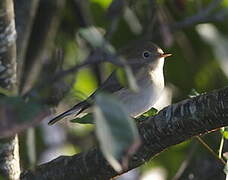 Red-breasted Flycatcher