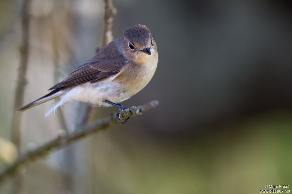 Gobemouche nain1ère année, identification