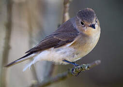 Red-breasted Flycatcher