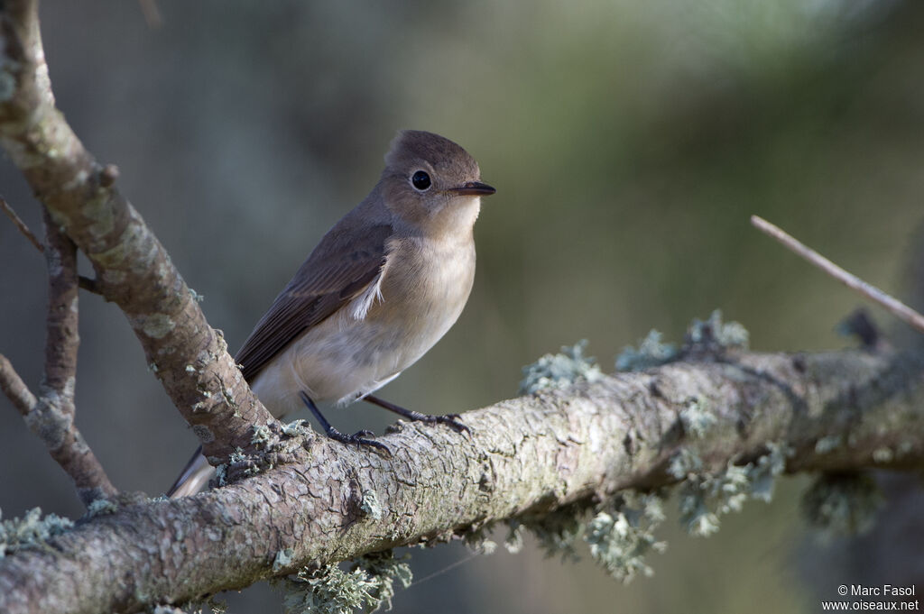 Red-breasted FlycatcherFirst year, identification