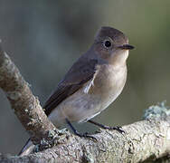 Red-breasted Flycatcher