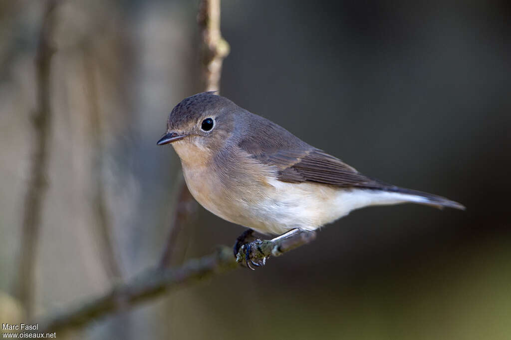 Gobemouche nain1ère année, identification