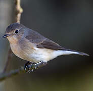 Red-breasted Flycatcher