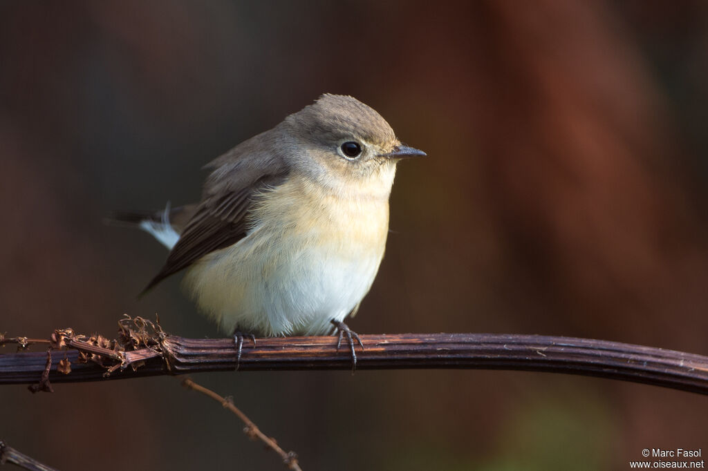 Gobemouche nain1ère année, identification