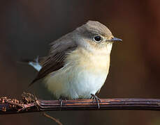 Red-breasted Flycatcher