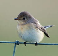 Red-breasted Flycatcher