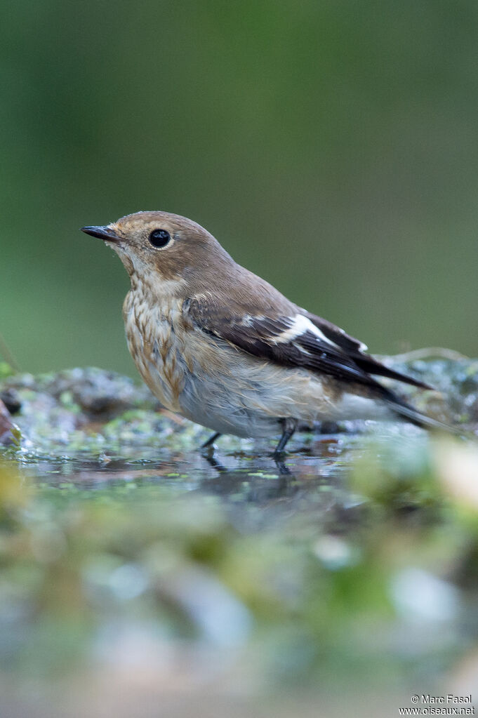 European Pied Flycatcher female, identification, care