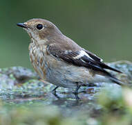 European Pied Flycatcher