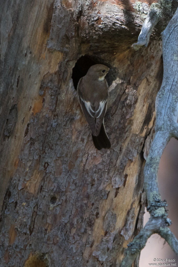 European Pied Flycatcher female adult, identification, Reproduction-nesting