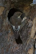 European Pied Flycatcher