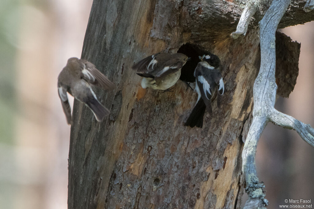 European Pied Flycatcheradult, courting display, Reproduction-nesting