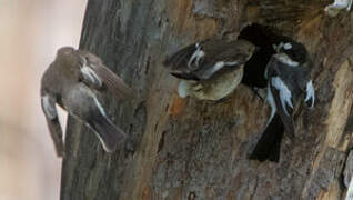 European Pied Flycatcher