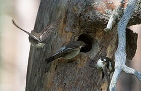 European Pied Flycatcher