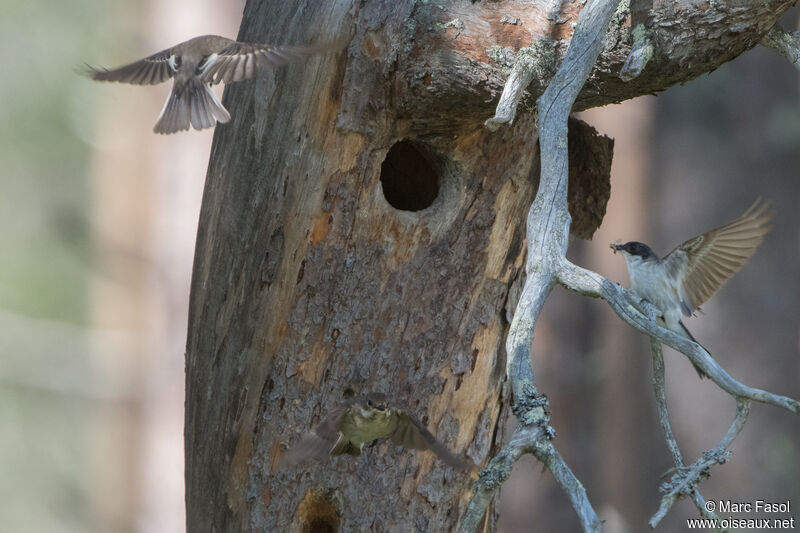 European Pied Flycatcheradult, courting display, Reproduction-nesting