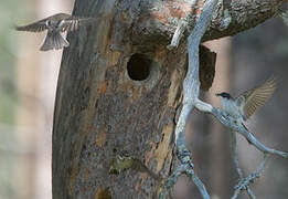 European Pied Flycatcher