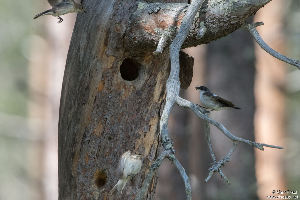 European Pied Flycatcheradult breeding