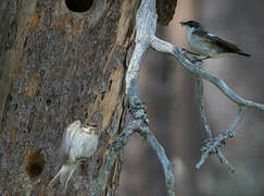 European Pied Flycatcher