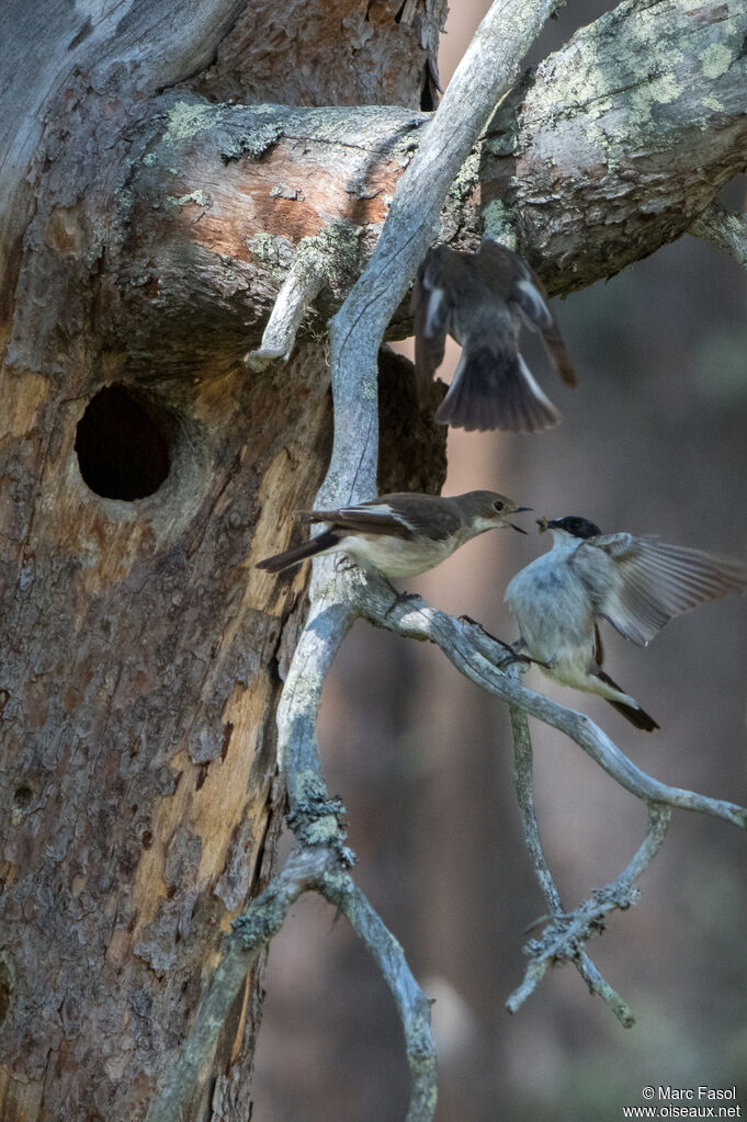 European Pied Flycatcheradult, courting display, Reproduction-nesting