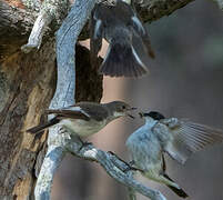 European Pied Flycatcher