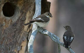 European Pied Flycatcher