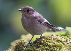 European Pied Flycatcher