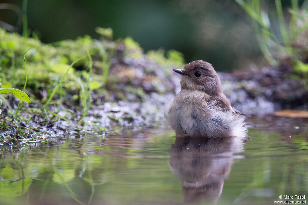 European Pied Flycatcher female adult post breeding, care