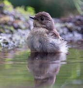 European Pied Flycatcher