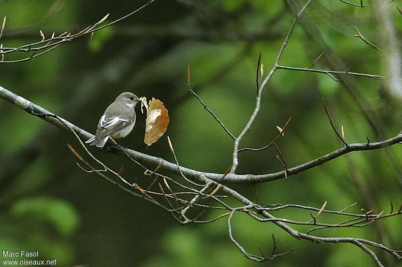 European Pied Flycatcher female adult breeding, Reproduction-nesting, Behaviour