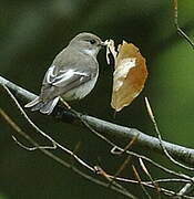 European Pied Flycatcher