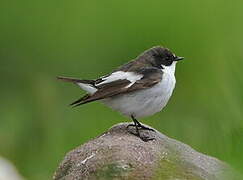 European Pied Flycatcher