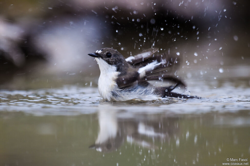 European Pied Flycatcher male adult breeding, identification, Behaviour