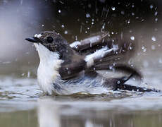 European Pied Flycatcher