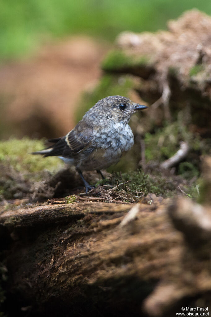 European Pied Flycatcherjuvenile