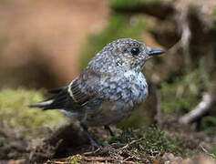 European Pied Flycatcher