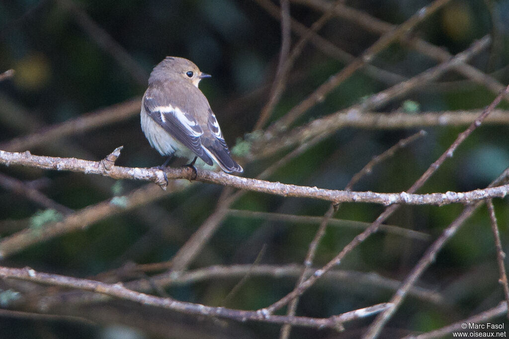 European Pied Flycatcher female adult post breeding, identification