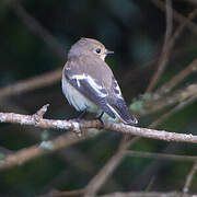 European Pied Flycatcher