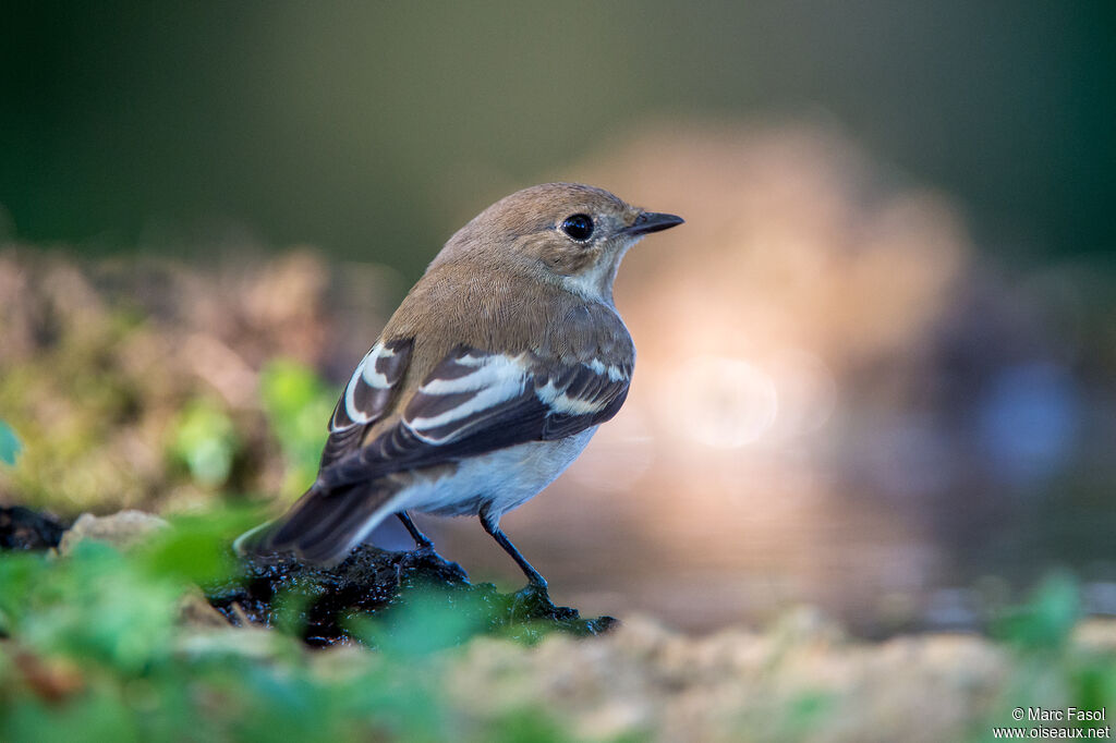 European Pied FlycatcherFirst year, identification