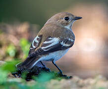 European Pied Flycatcher