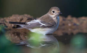 European Pied Flycatcher