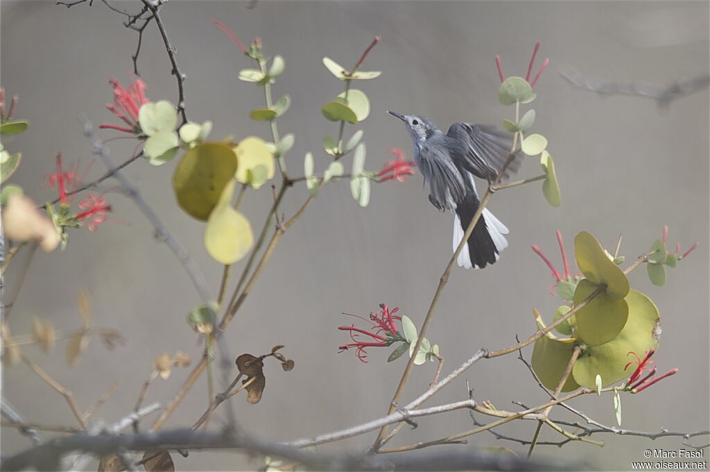 White-browed Gnatcatcher female adult, Flight