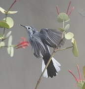 White-browed Gnatcatcher